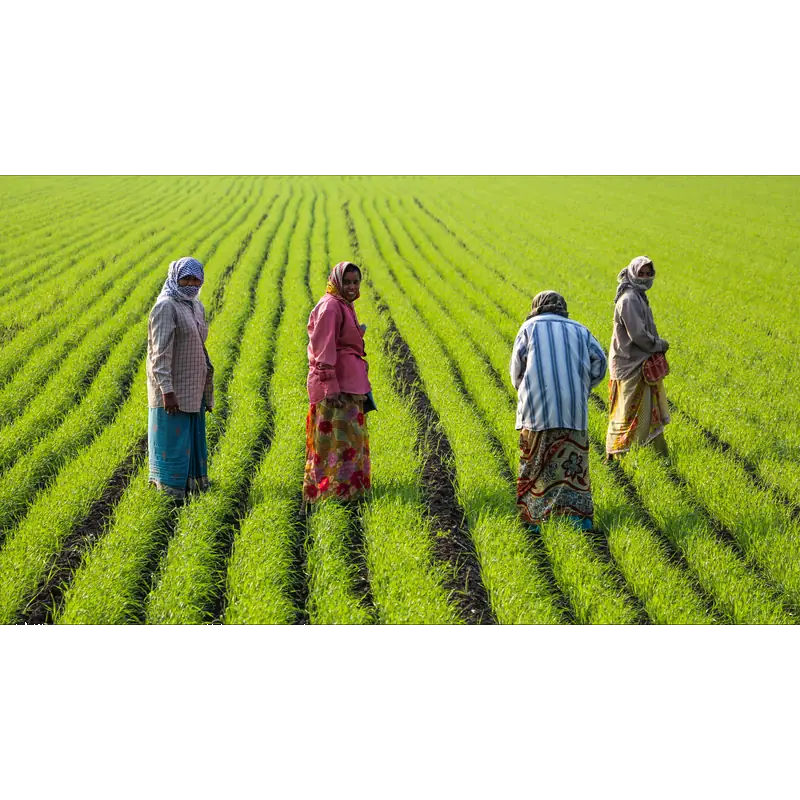 Image of Baara