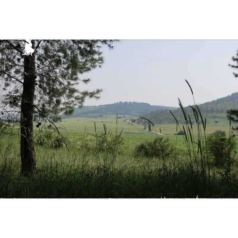 Image of Elah