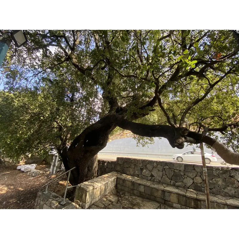 Image of Hoshaiah