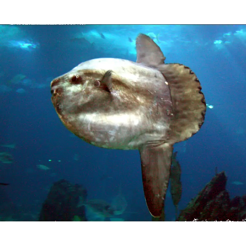 Image of Molid