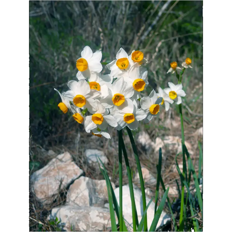 Image of Narcissus