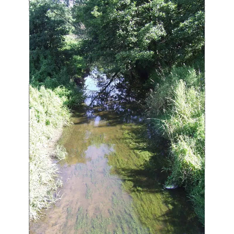 Image of Ner