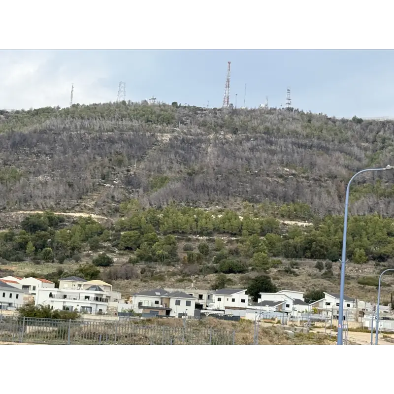 Image of Shelomi