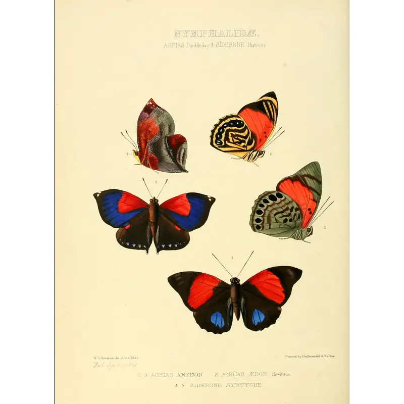 Image of Syntyche